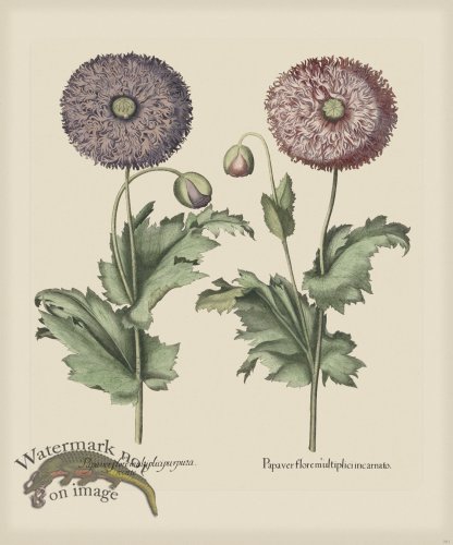 (image for) Besler 291 Colored B2