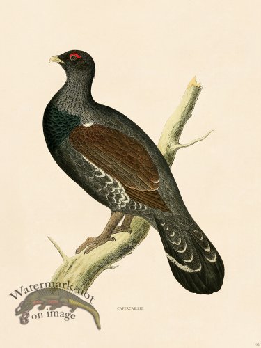 (image for) 02 BGB CAPERCAILLIE