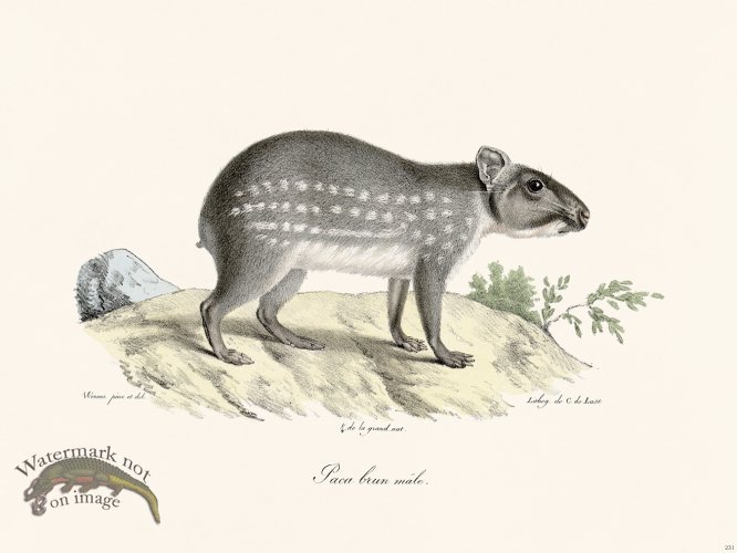 (image for) Cuvier 231 Male Brown Paca