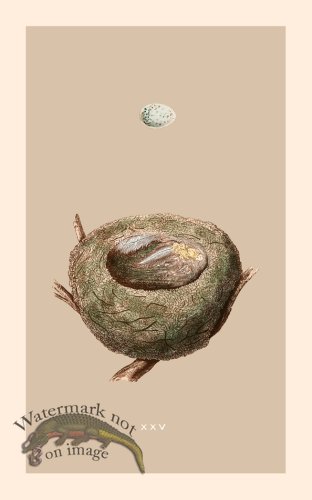 (image for) Morris Nest 25