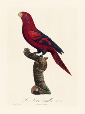 Barraband Parrot 051