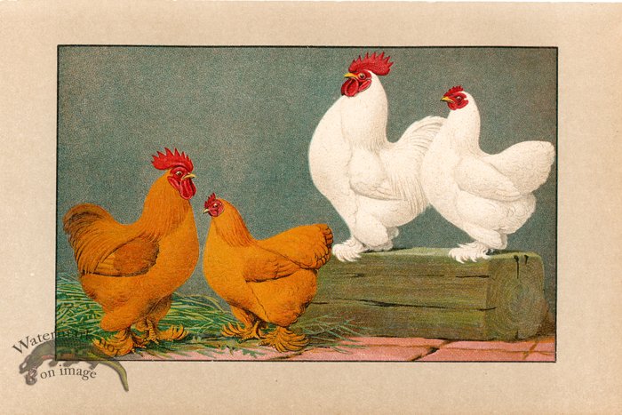 (image for) Chicken 29