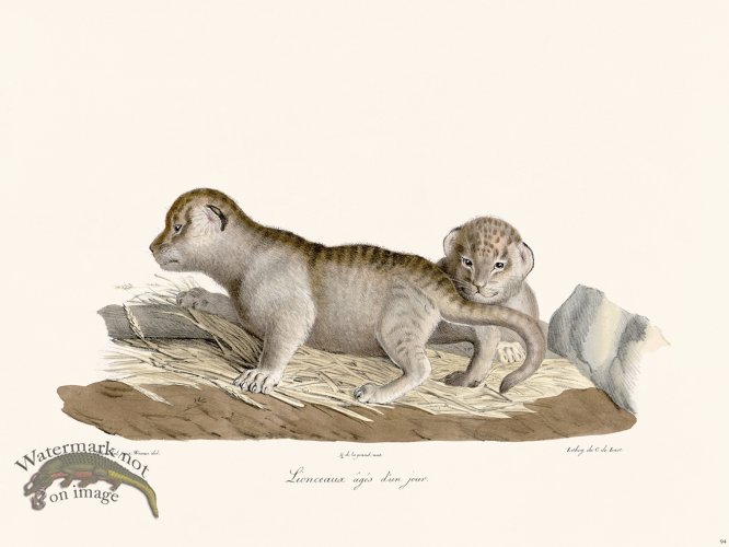 (image for) Cuvier 094 Lion Cubs A Day Old