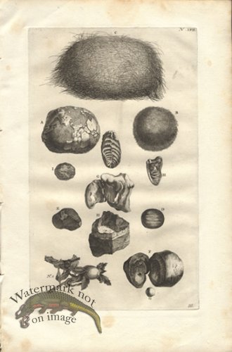 (image for) Rumphius 57