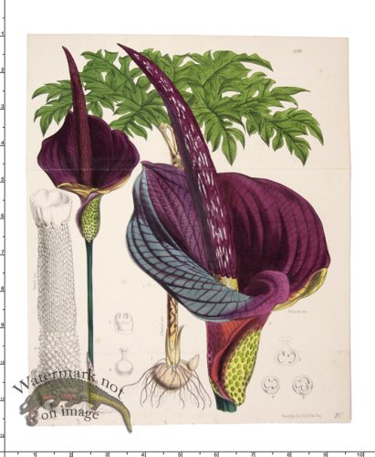 (image for) Curtis Botanical 009