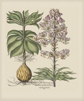 Besler 184 Colored B2