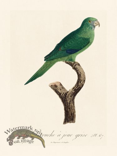 (image for) Barraband Parrot 067