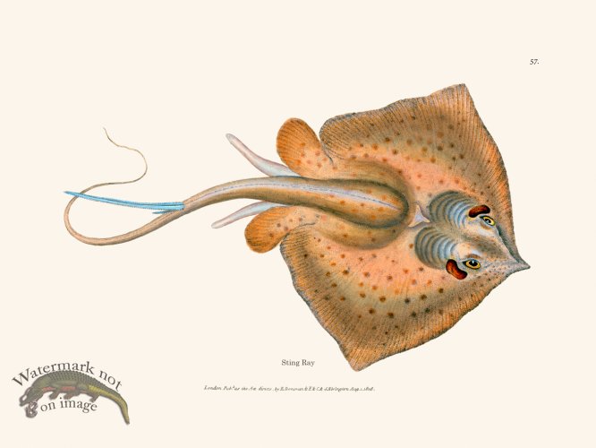 (image for) 057 Sting Ray