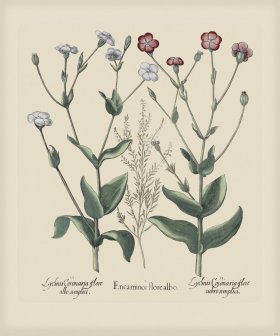 Besler 252 Colored B2