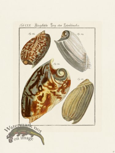 (image for) Martini Shells 027