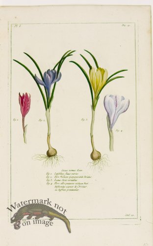 (image for) Buchoz Bot 37