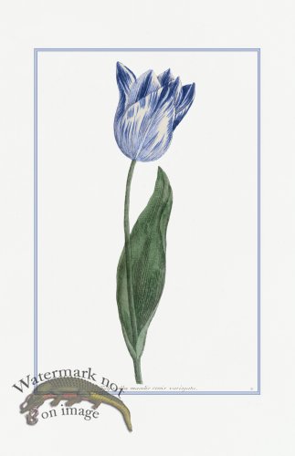 (image for) Blue Weinmann S 13