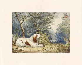 Pope Dog 07 Clumber Spaniel