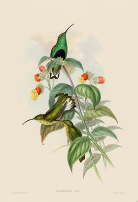 Gould Hummingbird 086