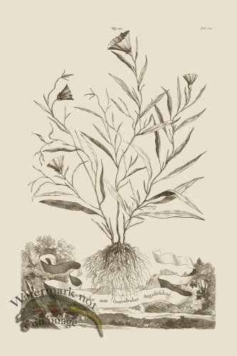 (image for) Abraham Munting 140