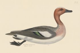 Rudbeck CFA 252 Eurasian Wigeon