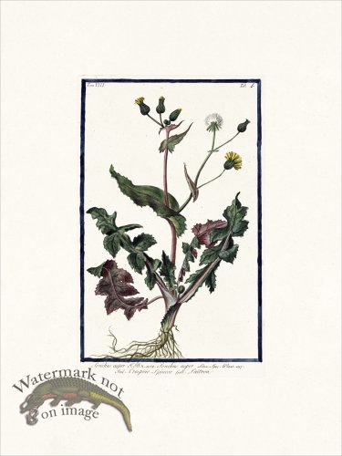 (image for) Bonelli V8 005