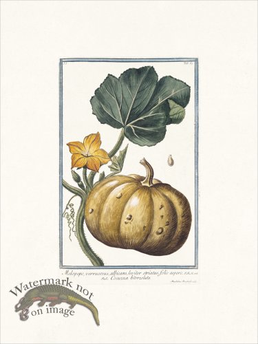 (image for) Bonelli 067 Cocuzza bitorzoluta