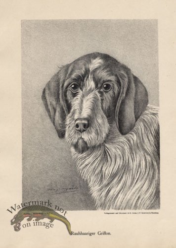 (image for) 1890s Dogs 29