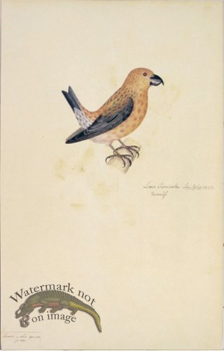 (image for) 100 Swedish Birds . Loxia Curvirostra, Common Crossbill