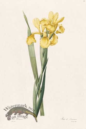 (image for) Les Liliacees Redoute 236