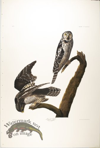 (image for) Hawk Owl