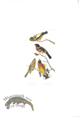 Evening Grosbeak