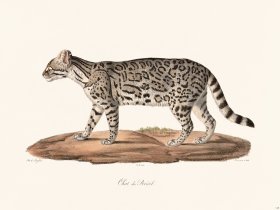 Cuvier 118 Brazin Cat