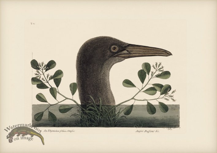 (image for) 086 Great Bobby