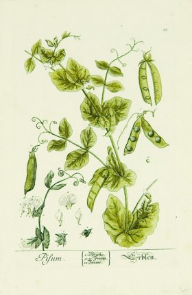 Blackwell German 233