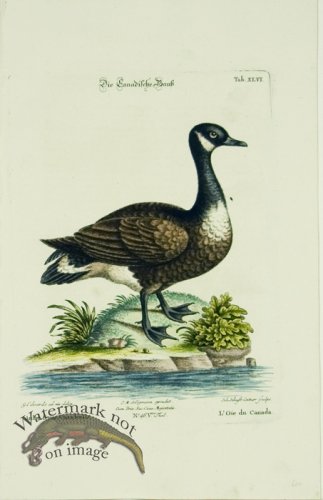 (image for) Seligmann Duck 02