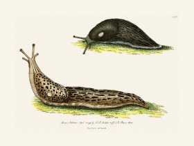 137 Slug Blac, and Spotted