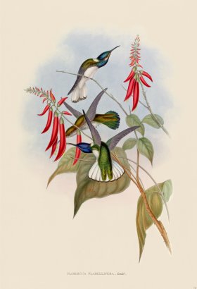 Gould Hummingbird 114