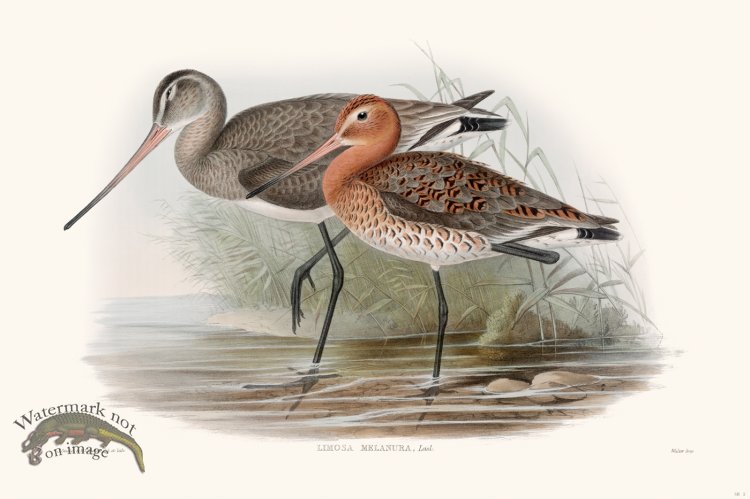 (image for) Gould Shore Bird 002