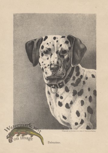 (image for) 1890s Dogs 47