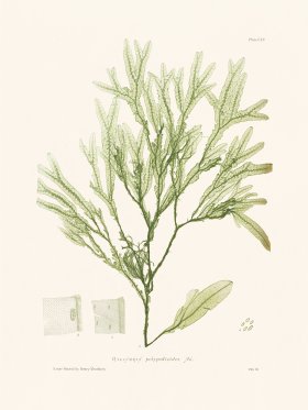 Bradbury Seaweed 155