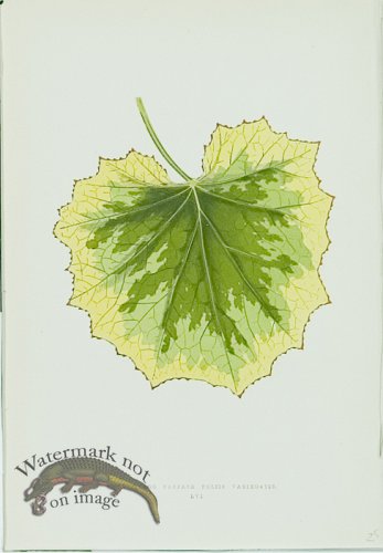 (image for) Lowes Leaves 29