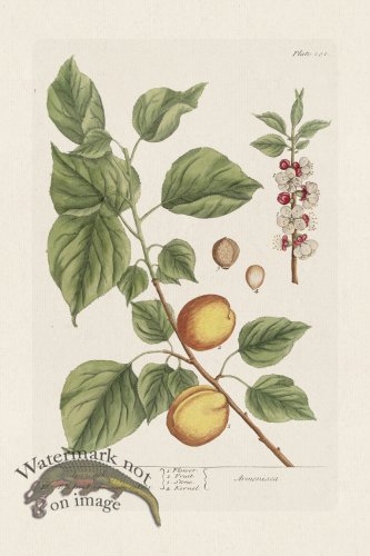 (image for) BEE 281 Appricock