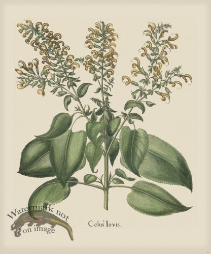 (image for) Besler 241 Colored B2