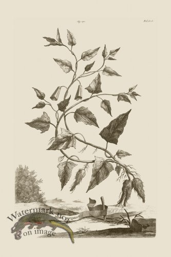 (image for) Abraham Munting 176