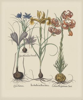 Besler 191 Colored B2