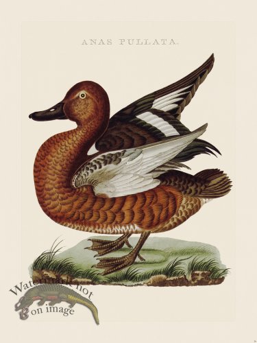 (image for) Nozeman Bird 056