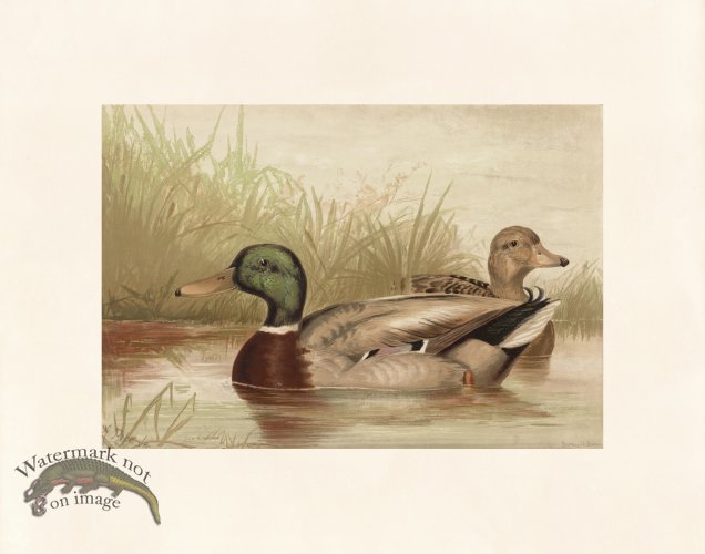 (image for) Pope 04 Mallard