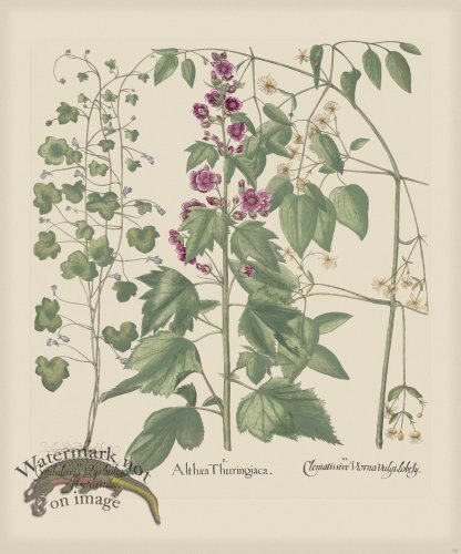 (image for) Besler 220 Colored B2