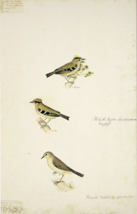 56 Swedish Birds . Motacilla - Regulus, Goldcrest, M.F