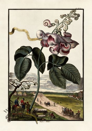 (image for) Volckamer 078