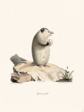 Cuvier 247 Female Opossum