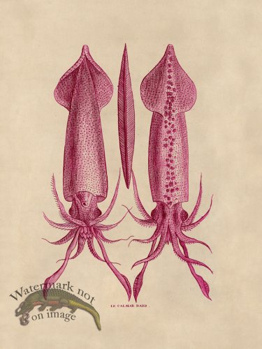 (image for) Octopus Pink 39