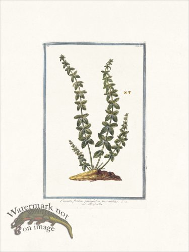 (image for) Bonelli 082 Pettimbrosa