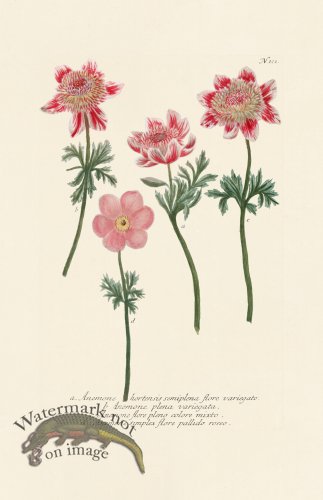 (image for) Weinmann PL 121